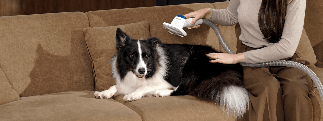 how to groom a pet with anxiety or special needs
