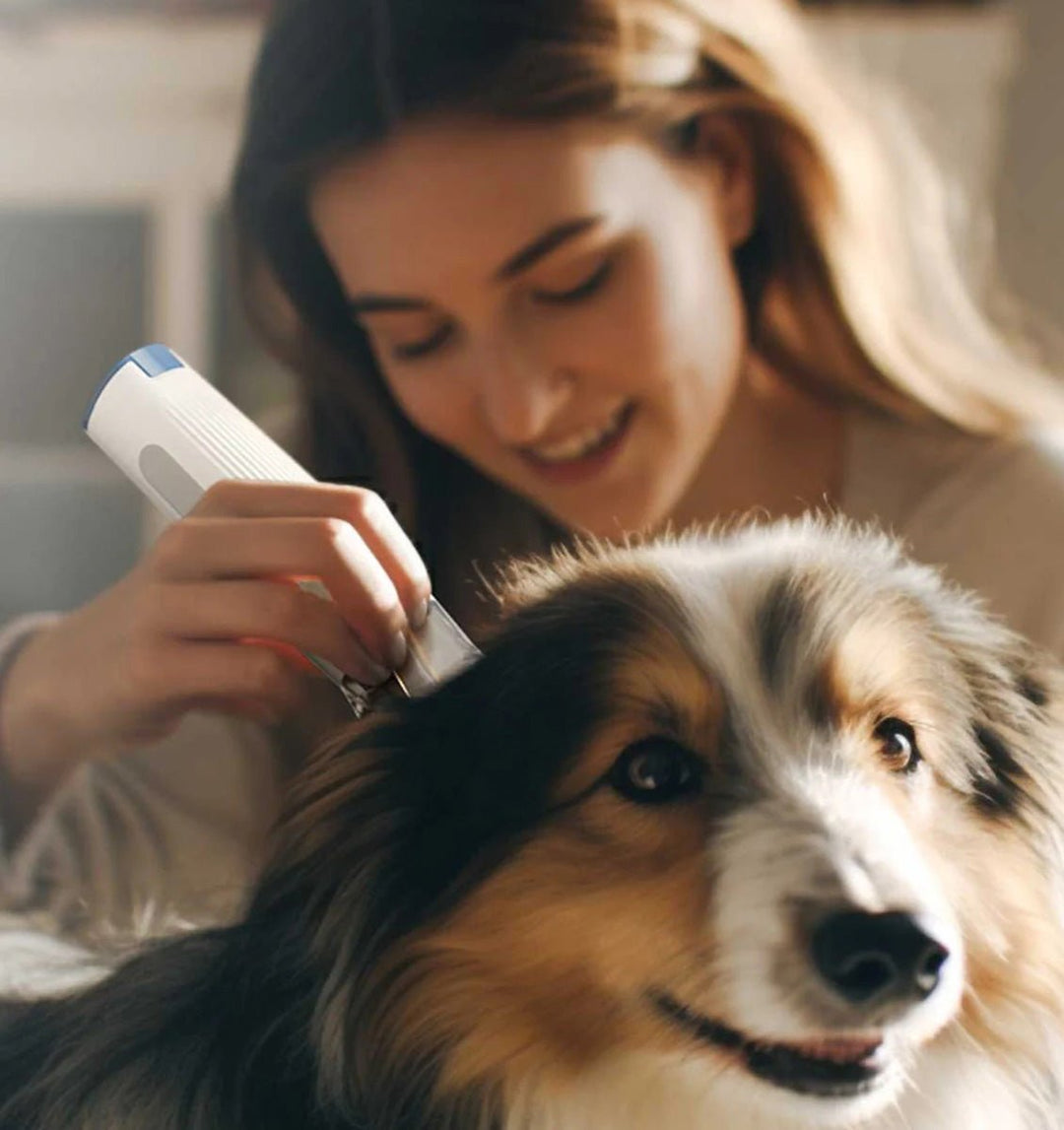 Tips for Training Your New Puppy