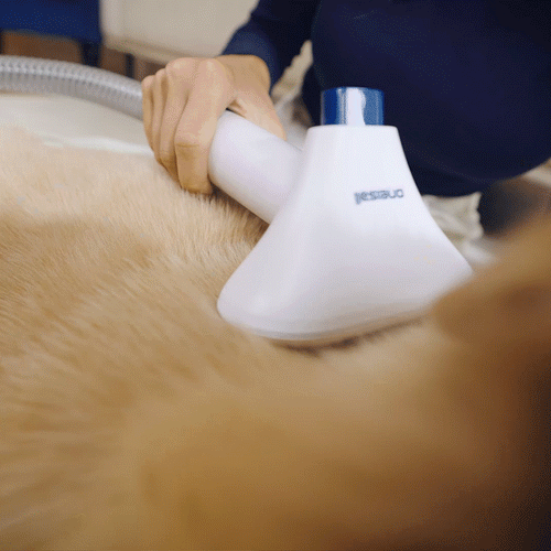 professional dog clippers with vacuum