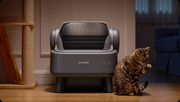 How to Reduce Litter Box Odor: The Ultimate Masterclass for Multi-Cat and Large Breed Homes
