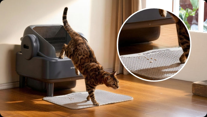 How Often Do Cats Use the Litter Box? The Behavioral Science, Multi-Cat Dynamics, and Smart Tracking Guide