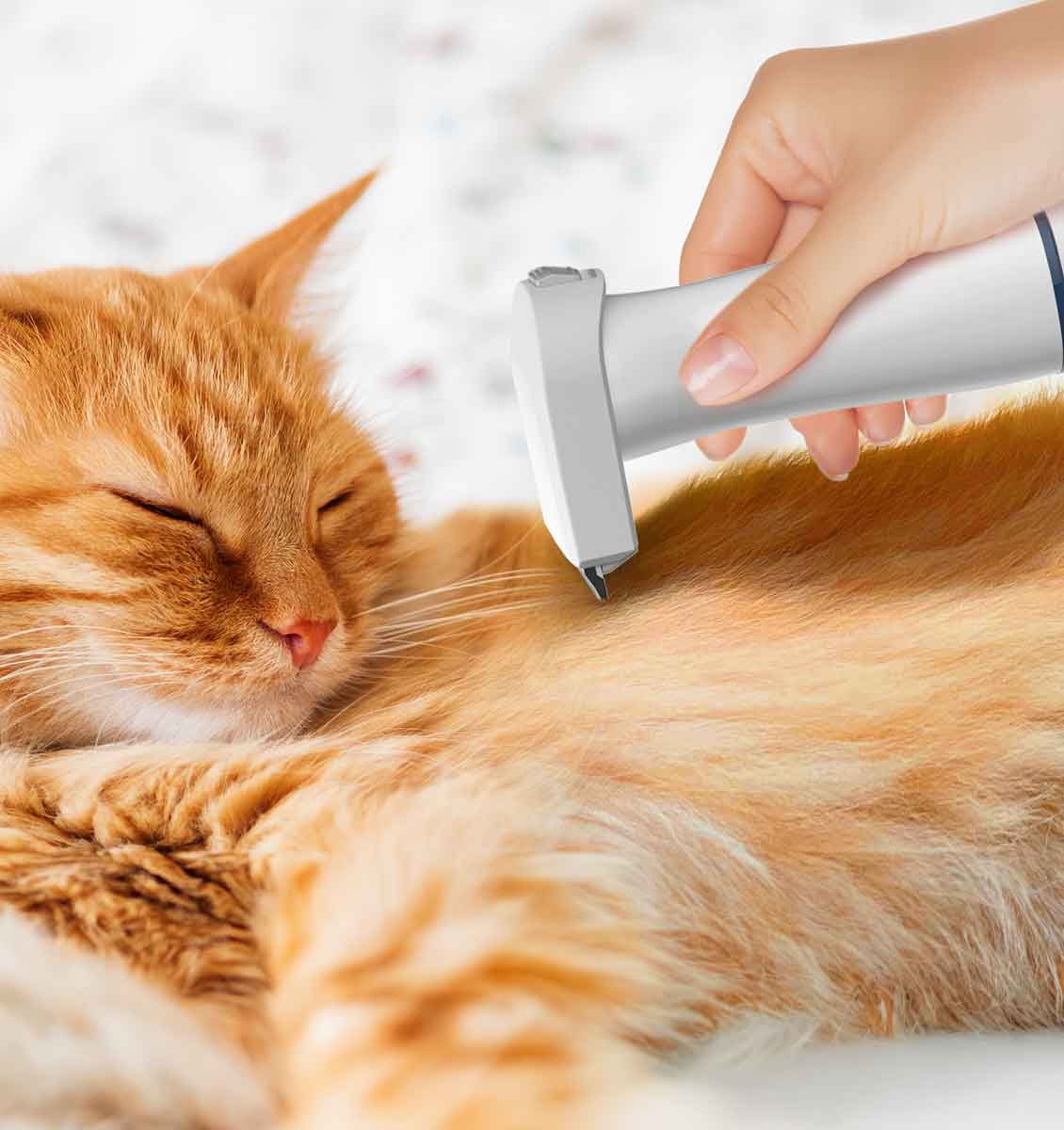 Say Goodbye to Dog Cat Hair Woes with Dog Vacuum Brush