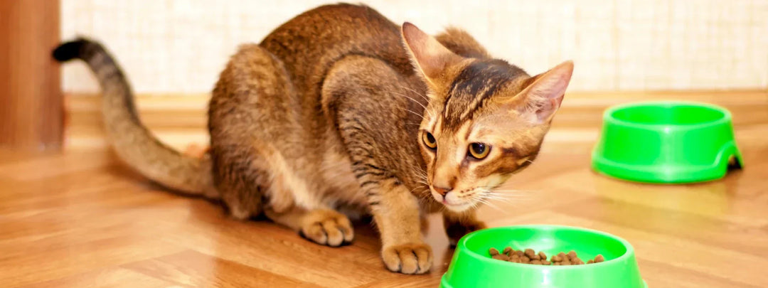 auto cat feeder