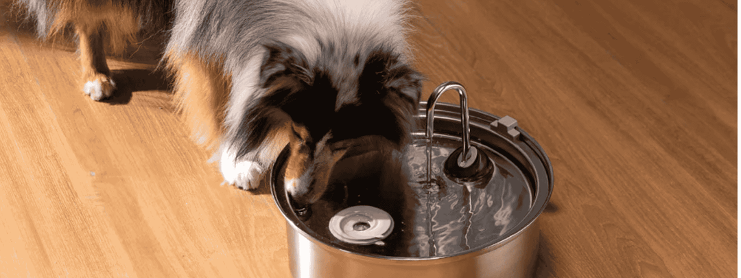 Benefits of Pet Water Fountain