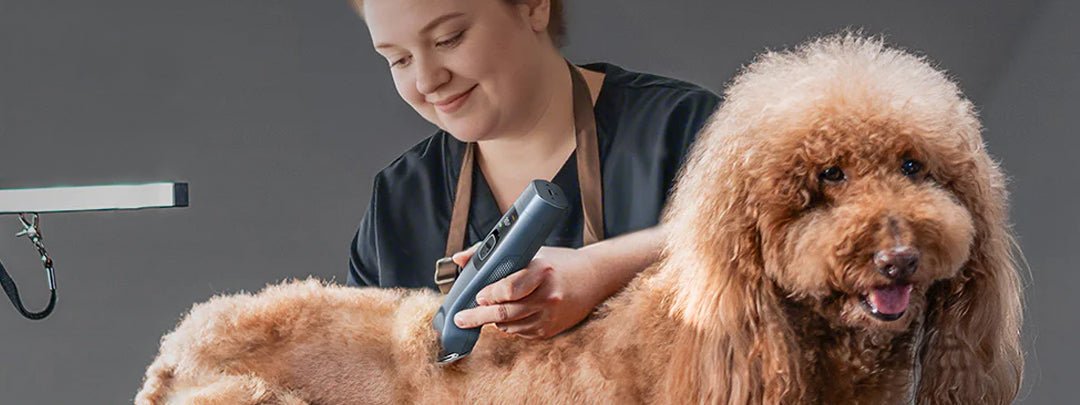 Can You Clip a Dog with Human Hair Clippers?
