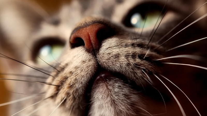 Cat Gum Color Chart: Normal Colors & Warning Signs – oneisall