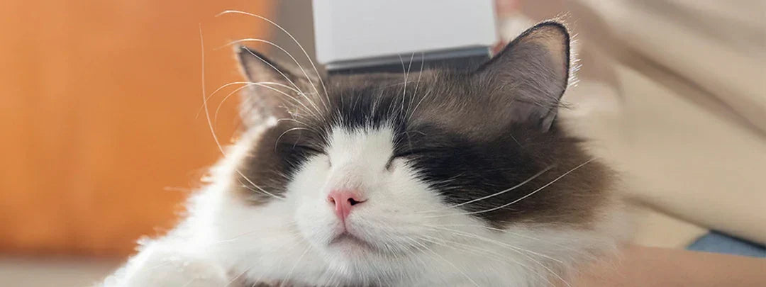 cat grooming tools