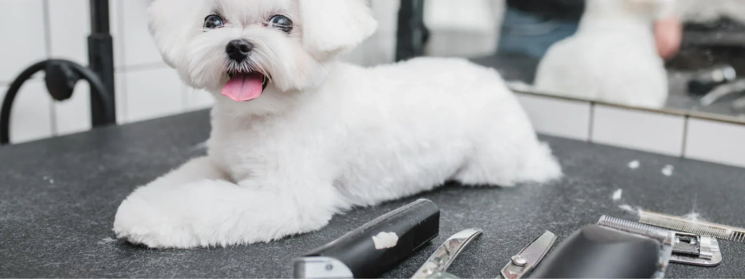 clippers for dogs