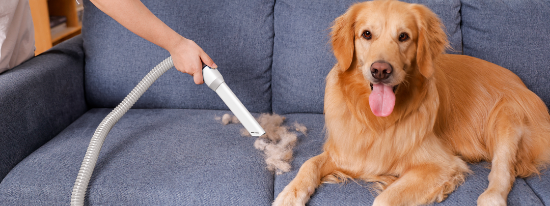 how to get rid of pet odors in your home