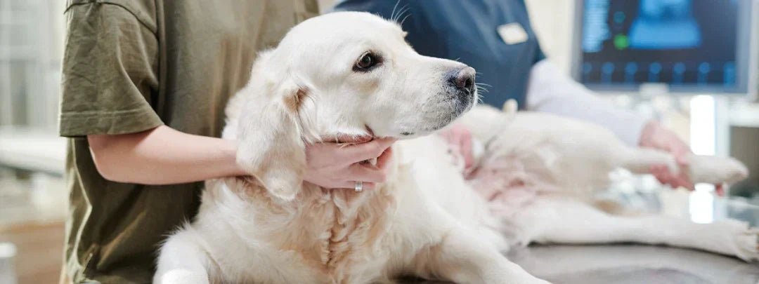 Hot Spots on Dogs: Causes, Treatment, and Home Remedies