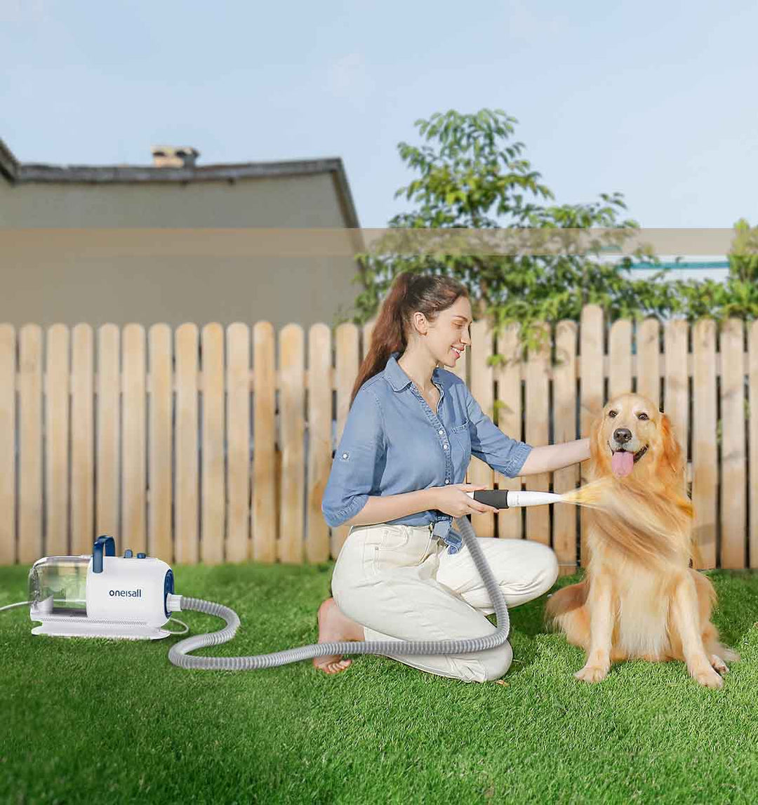 How To Bathe and Drying Your Dog At Home?