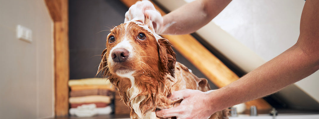 how to bathe your dog at home