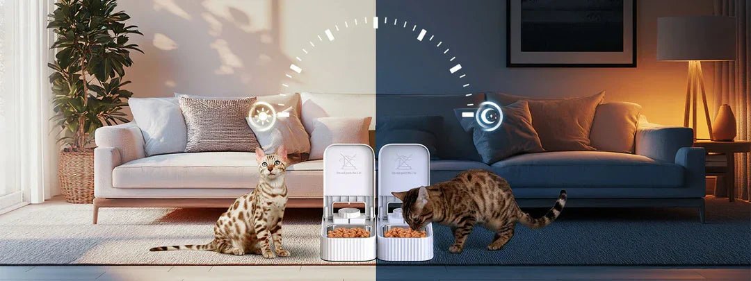 How to Celebrate Your Cat’s Birthday in a Way They’ll Love