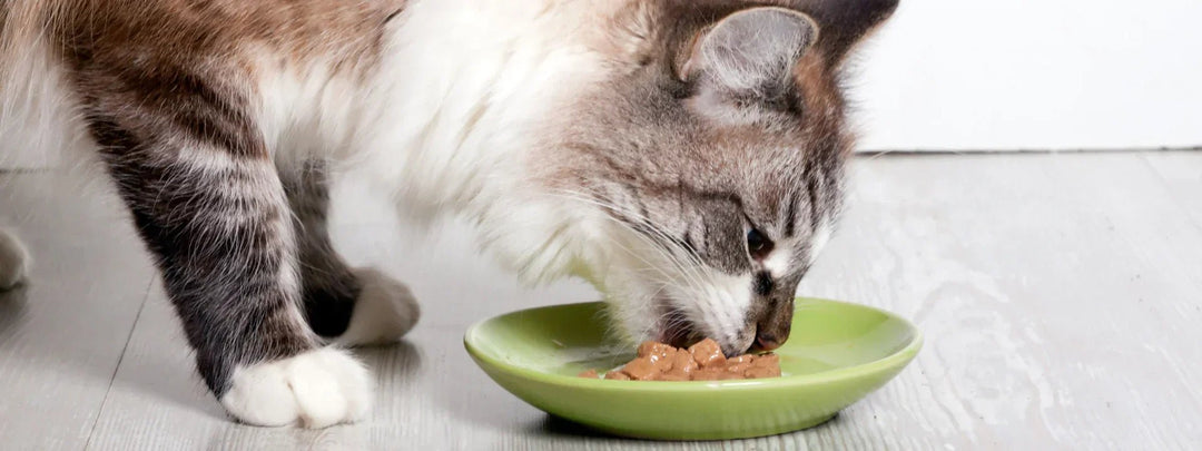 Oneisall automatic cat feeder