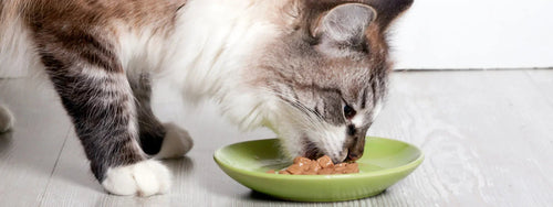 How to Feed a Cat While On Vacation? A Complete Guide for Worry-Free Travel