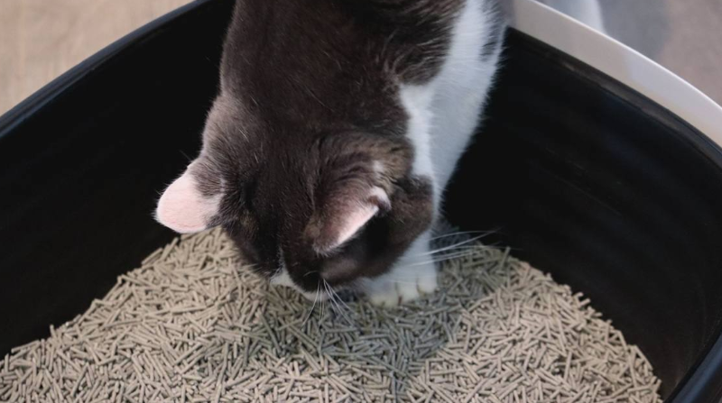 How to Get a Cat to Use the Litter Box: A Guide for New Cat Owners