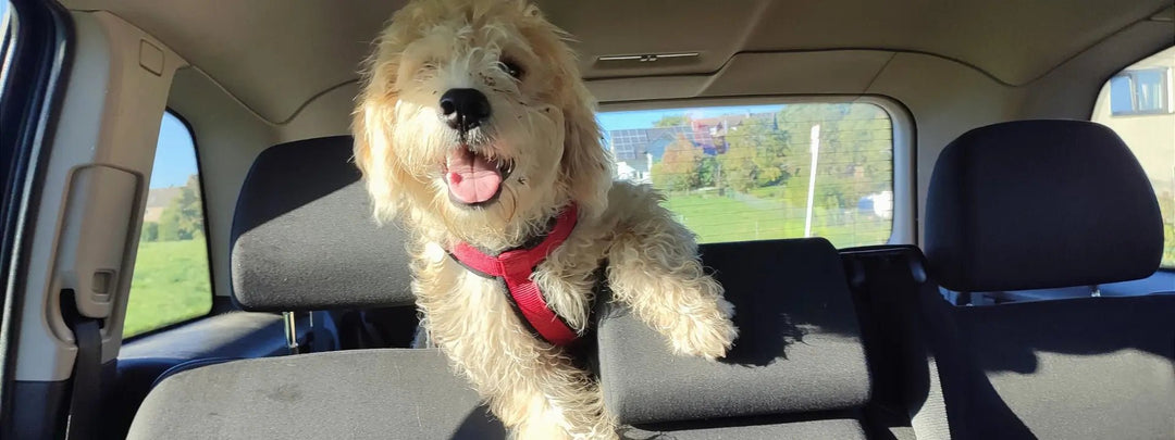 How to Get Dog Hair Out of Your Car