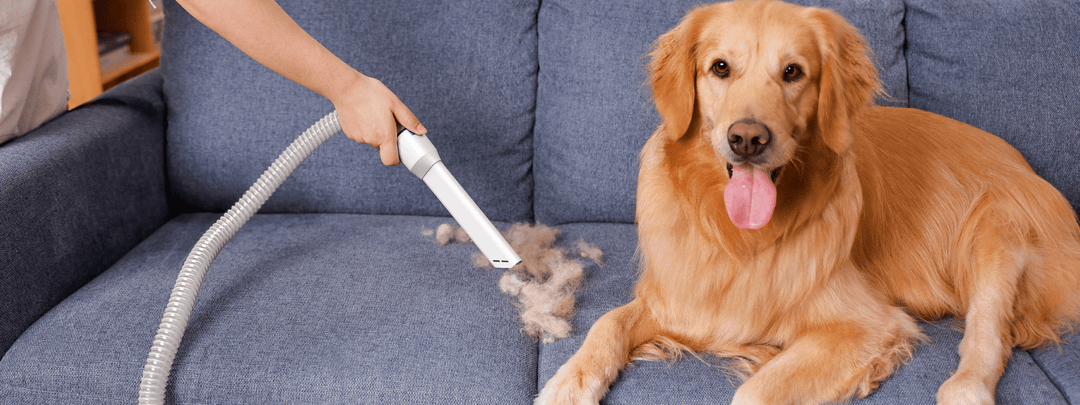 how to get rid of pet odors in your home