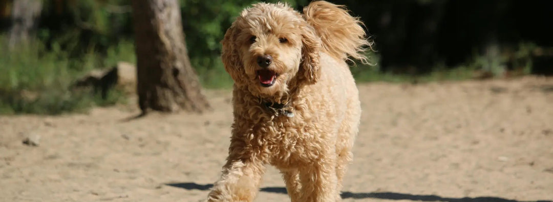 Goldendoodle