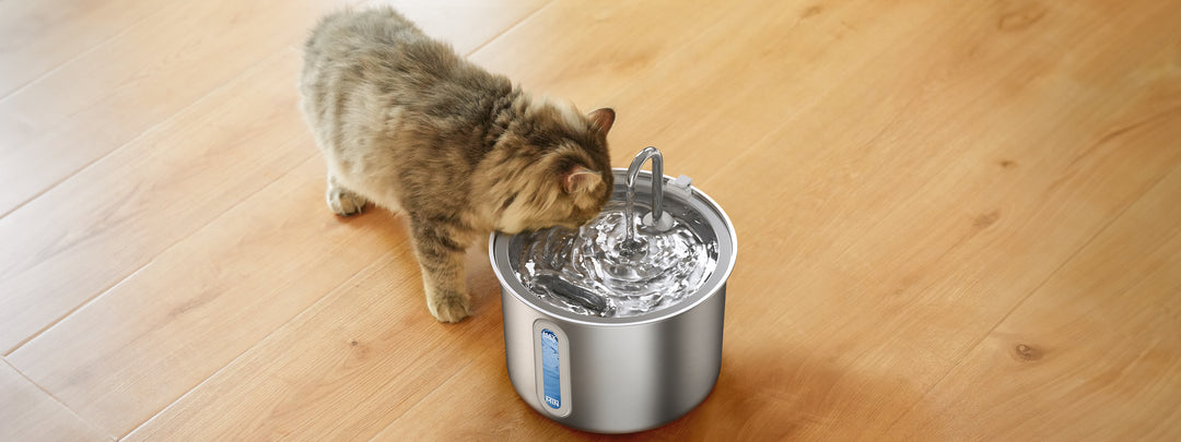 How to Trick Your Cat to Drink More Water?