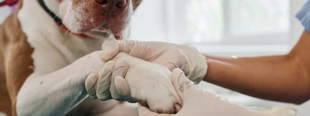 pet grooming kit with clippers