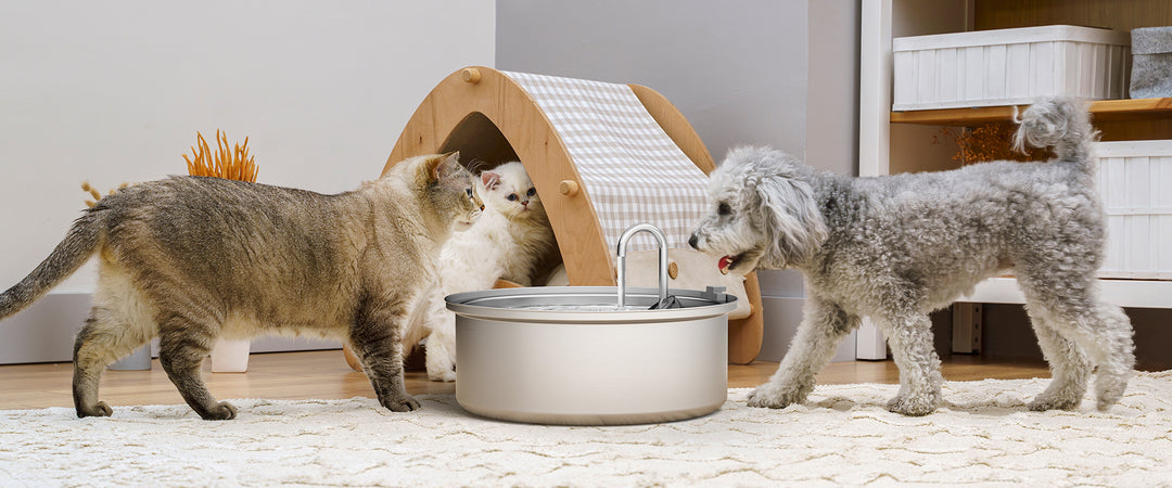 keep your dog healthy with a water fountain