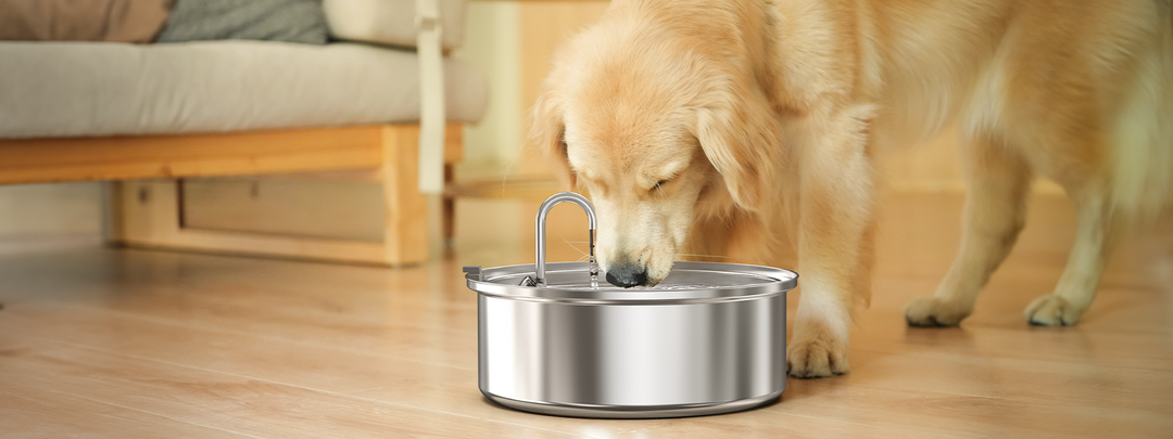 The Benefits of Large Capacity Dog Water Fountains oneisall