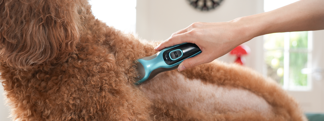 pet clipper care and blade maintenance