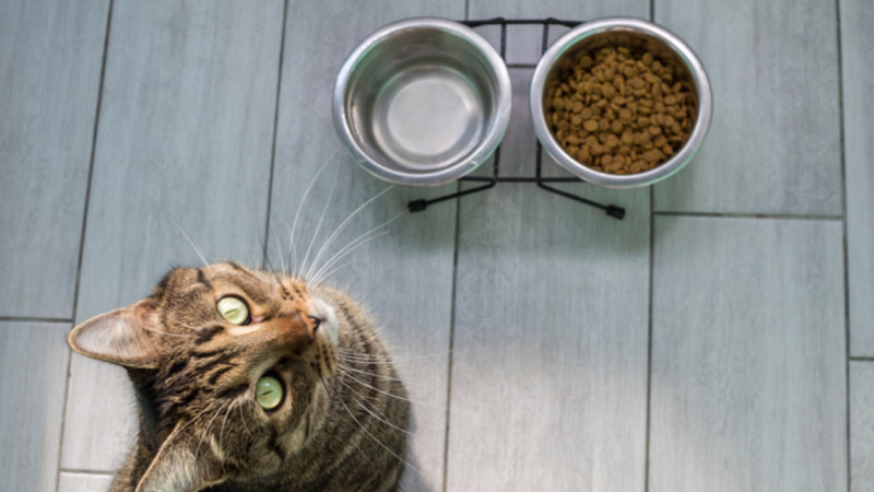 Should Cat Food and Water Bowls Be Separate? What Cat Owners Should Know