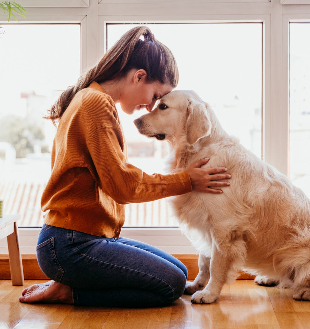 the benefits of adopting a senior pet