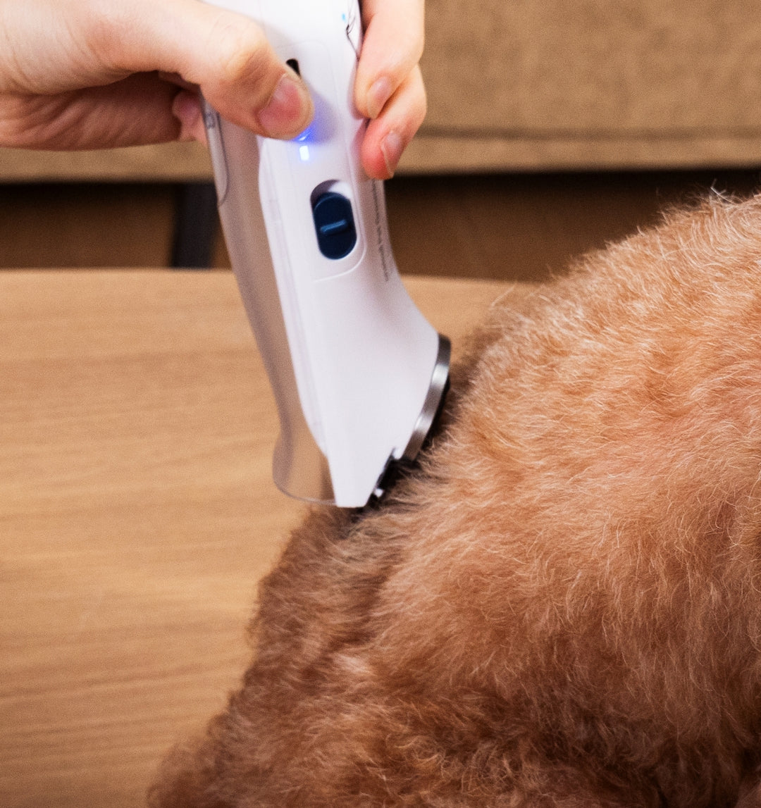 Useful Tips for Keeping Your Pet's Coat Healthy and Shiny