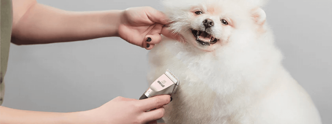 What Are Some Beginner-Friendly Pet Grooming Tools?