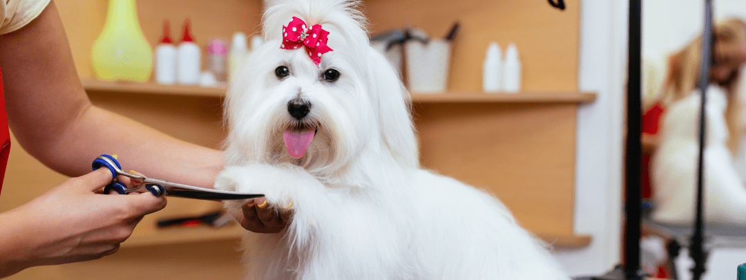 dog grooming tools