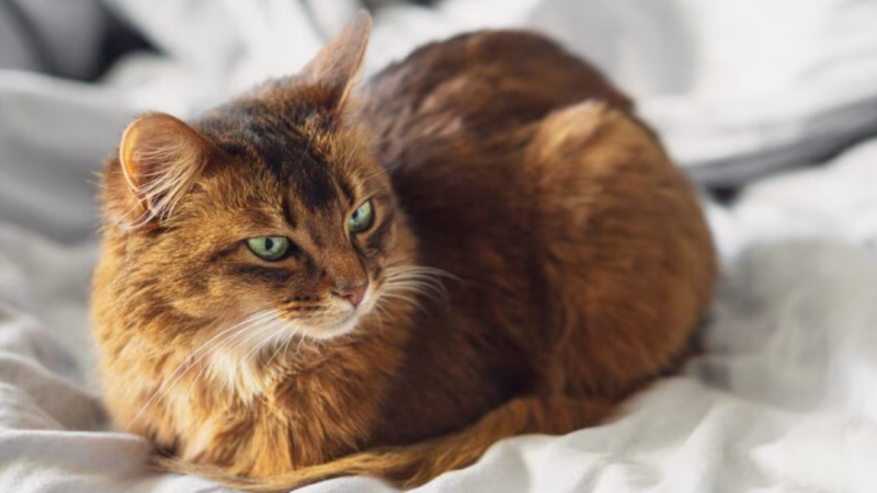 Why Do Cats Loaf? What Tucked Paws Really Mean