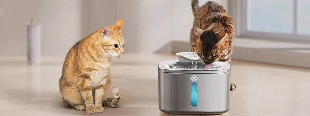 cat drinking fountain