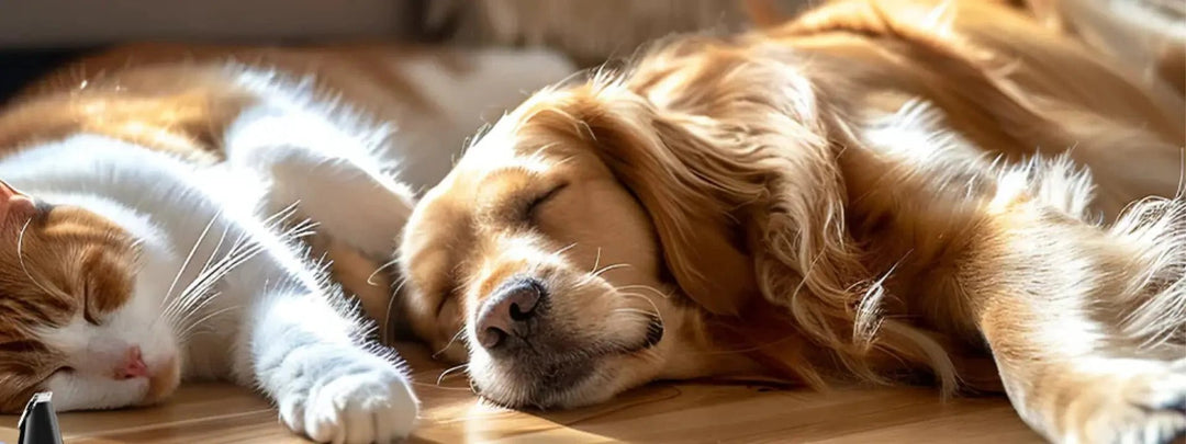 Why is Grooming Necessary For A Dog?