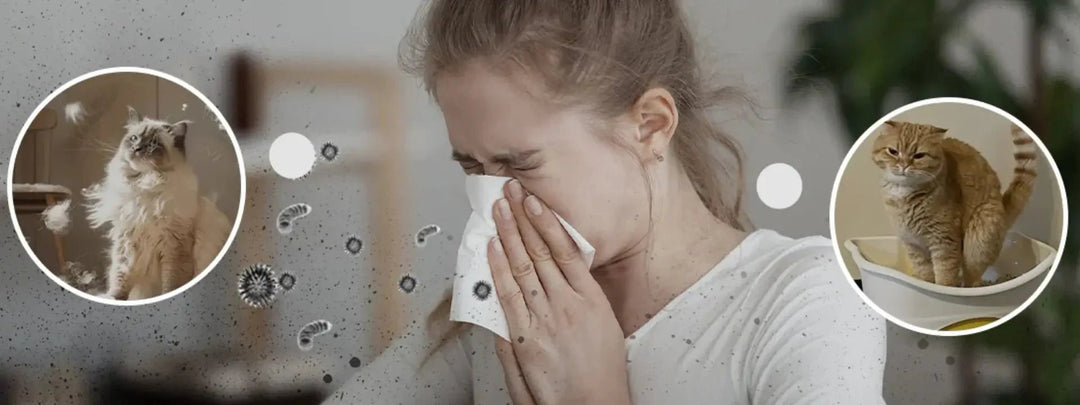 Will An Air Purifier Remove Cat Odor?