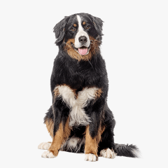 Large Dogs