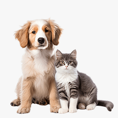 Small Dogs & Cats