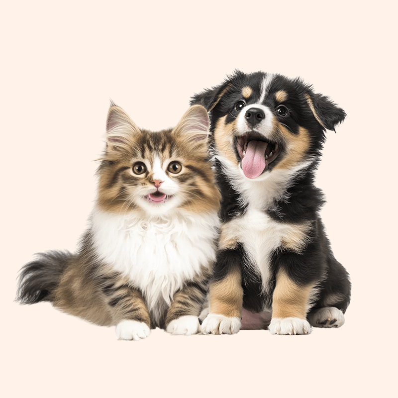 Tailored Picks - oneisall