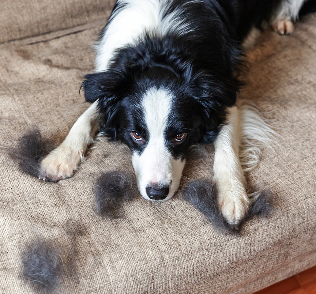 Pet hair everywhere