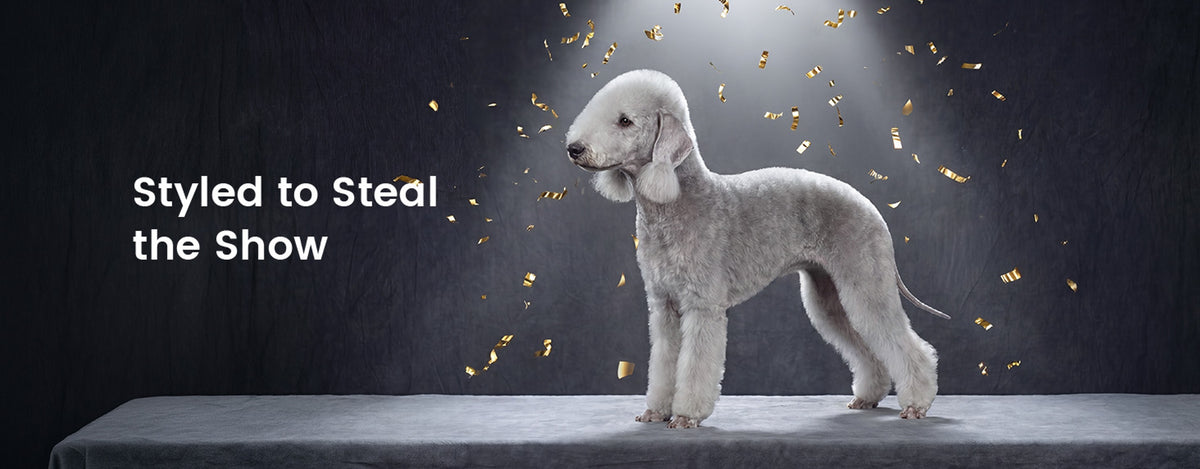 Every coat. Every breed. Show-ready.