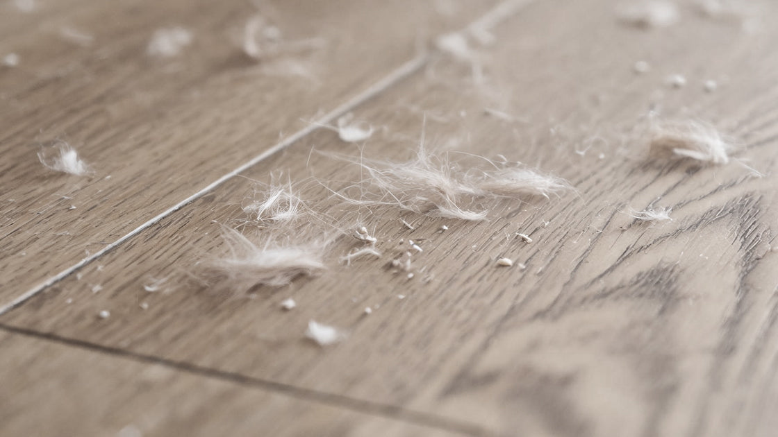 Pet Dander & Dust