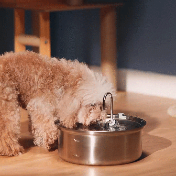 Best Dog Water Fountain | Stainless Steel Dog Water Fountain