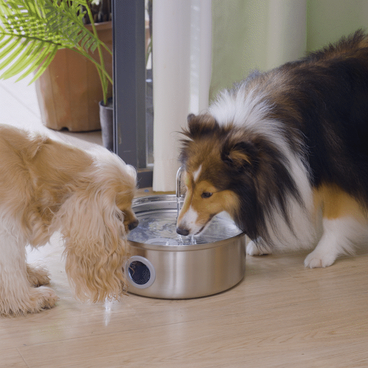 pet water fountain