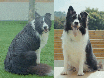 Oneisall Cozy C1 Pet Grooming Vacuum Kit & 7L Pet Water Fountain Set