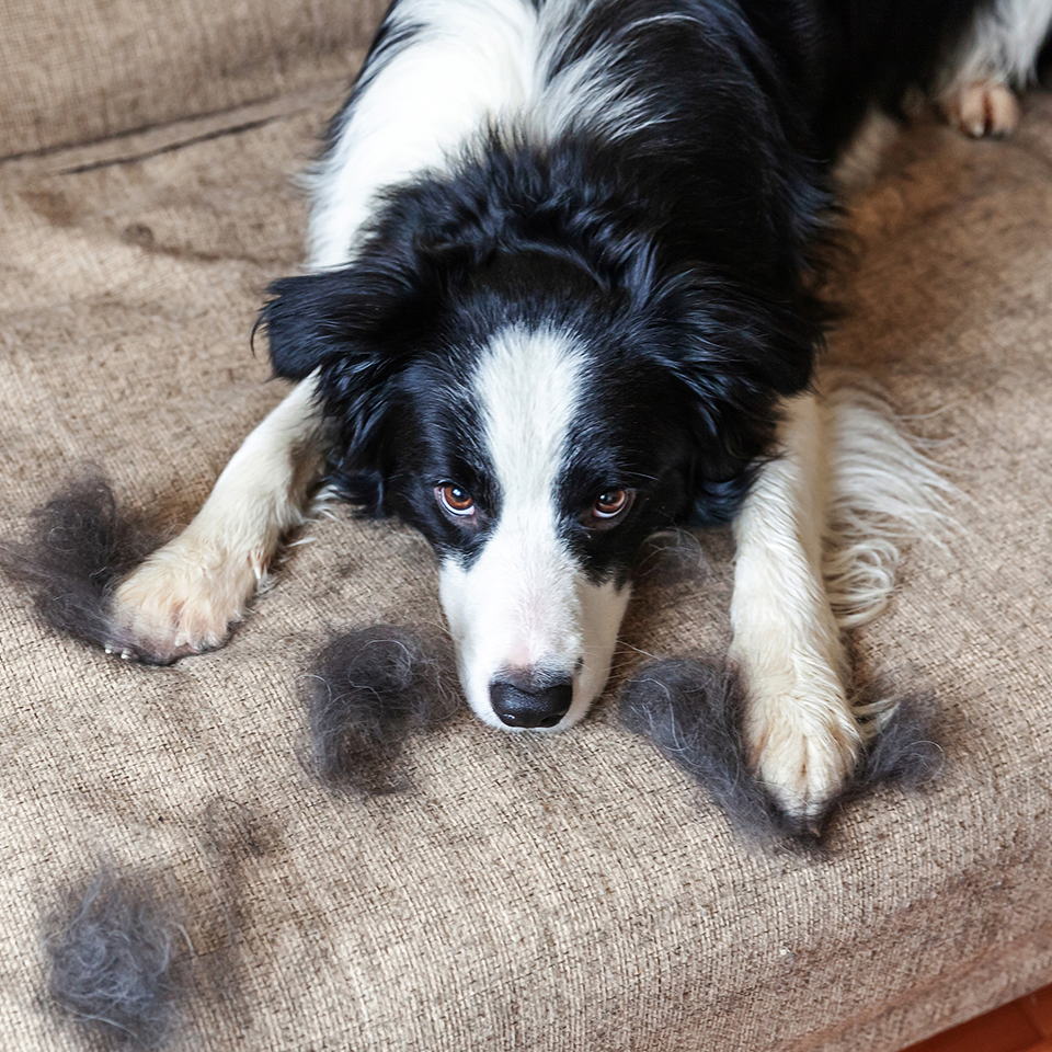 Pet hair everywhere