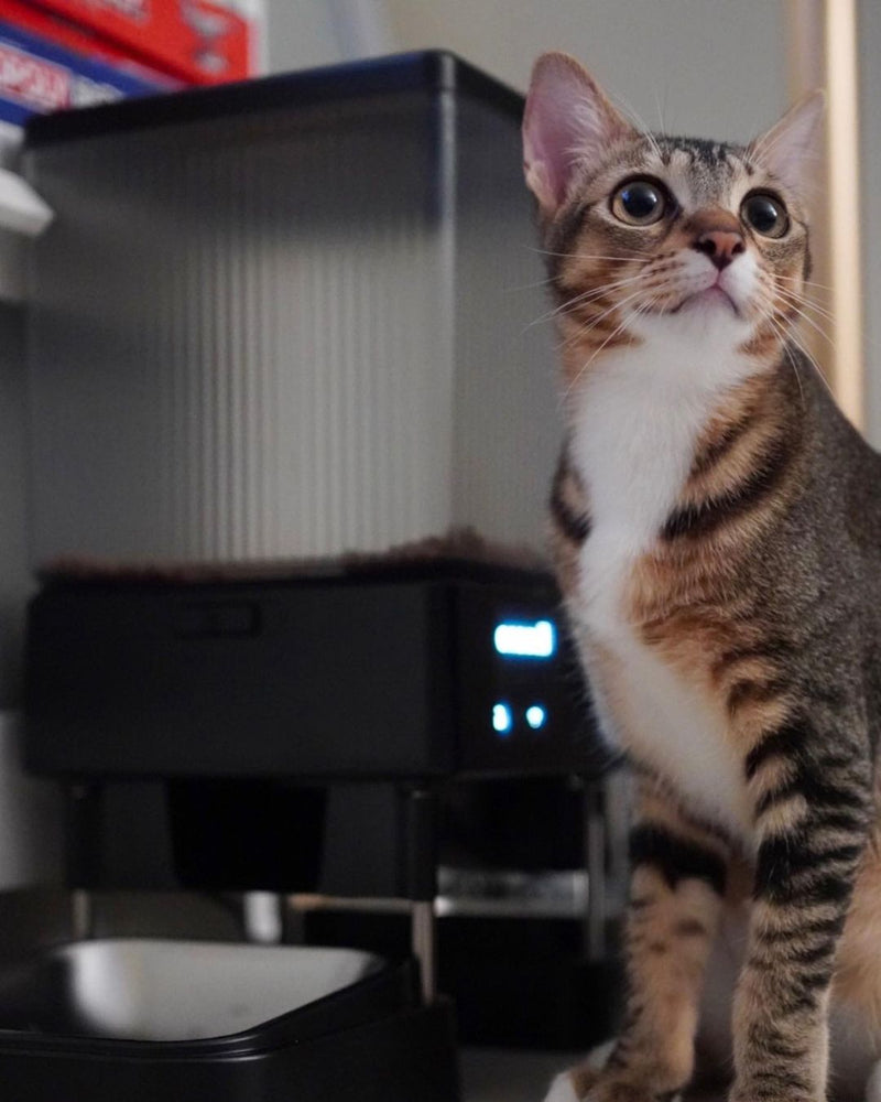 Oneisall 5L Automatic Cat Food Dispenser with 5G Wi-Fi and APP Control@sora.shiro.kurooo