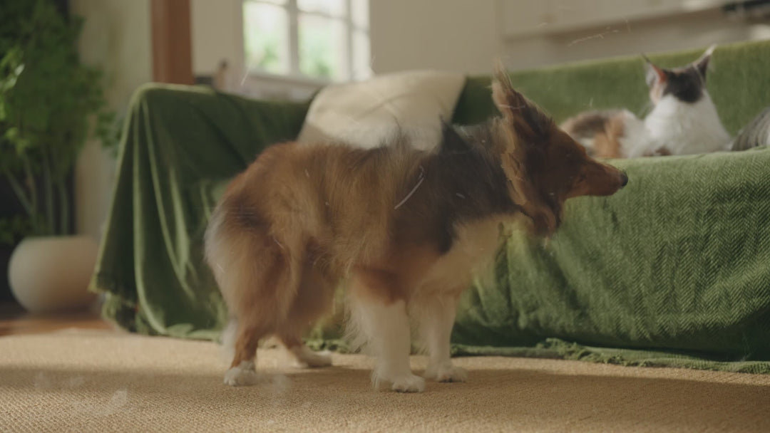 Oneisall Air Purifier for Homes with Pets, Double-Sided Inlet